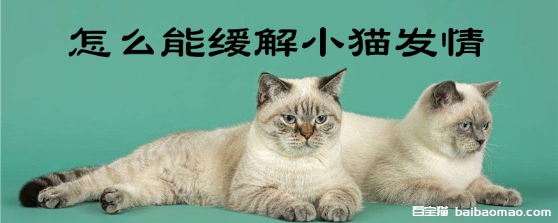 怎么能缓解小猫发情