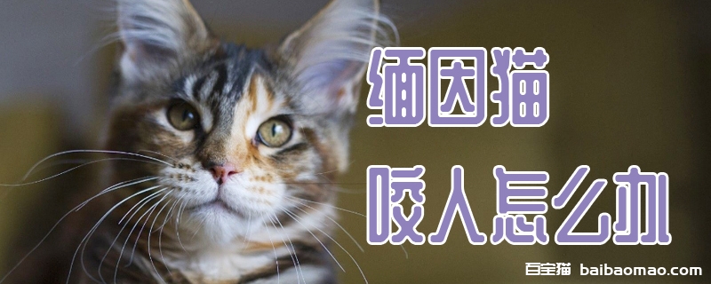 缅因猫咬人怎么办