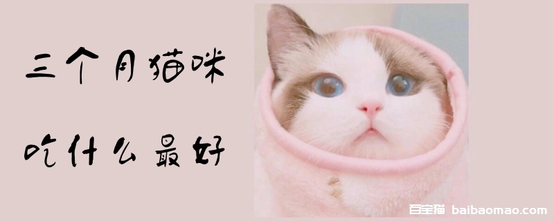 三个月猫咪吃什么最好