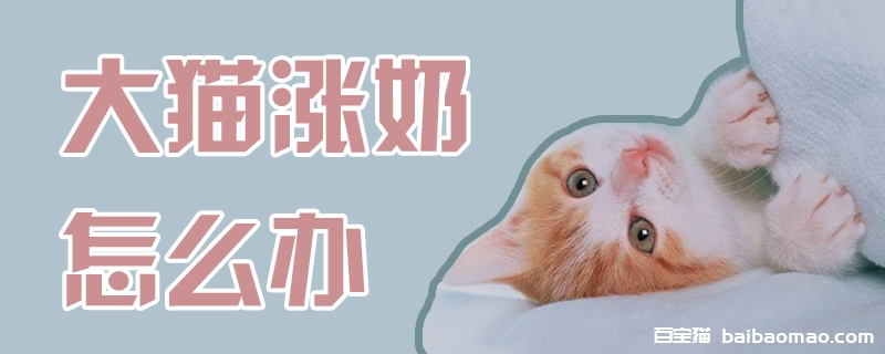 大猫涨奶怎么办