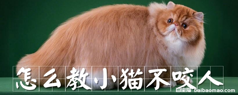 怎么教小猫不咬人