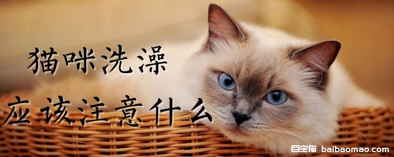 猫咪洗澡应该注意什么