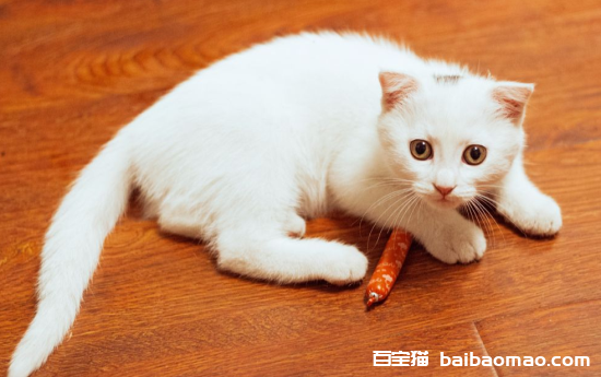 猫咪能吃火腿肠吗