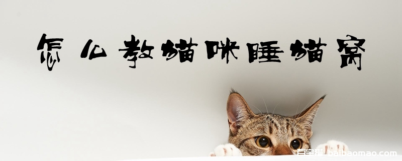 怎么教猫咪睡猫窝