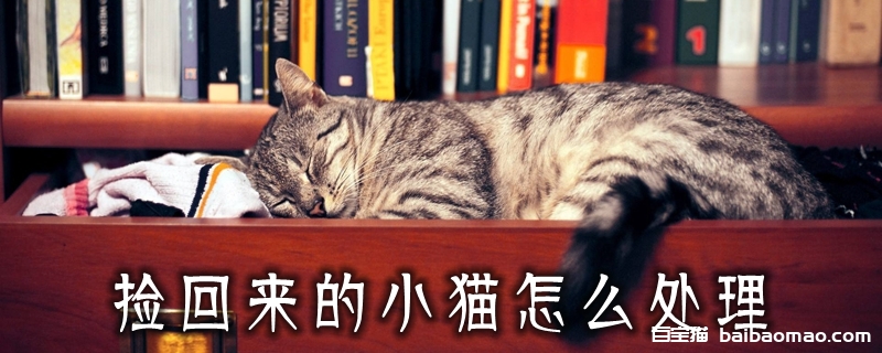 捡回来的小猫怎么处理