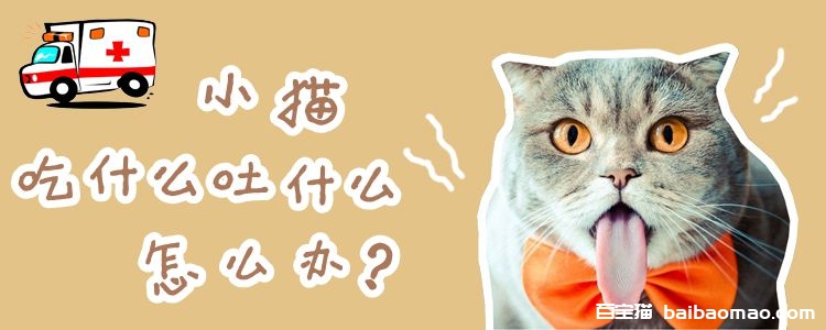 小猫吃什么吐什么怎么办