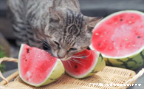 猫咪能吃西瓜吗