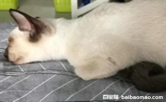 猫咪呕吐白色泡沫不吃东西怎么办