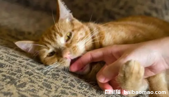 猫咪老是咬人怎么办?