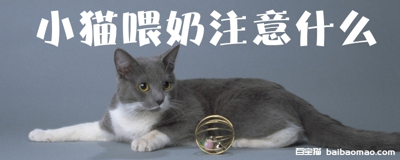 小猫喂奶注意什么