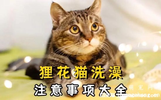 如何给狸花猫护理洗澡和修剪脚爪？