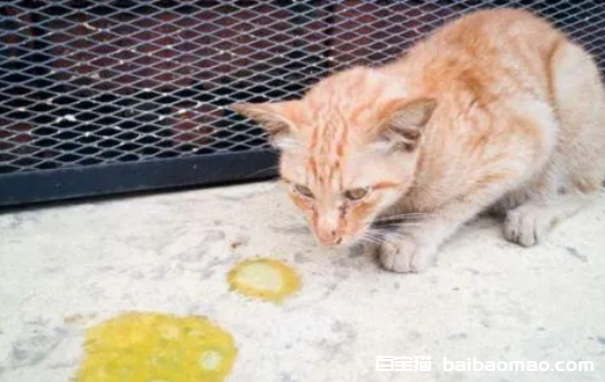 猫咪呕吐黄水不吃东西