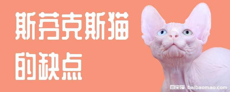 斯芬克斯猫的缺点