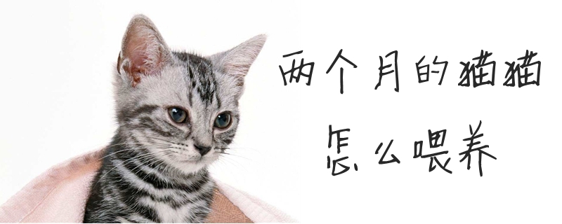 两个月的猫猫怎么喂养