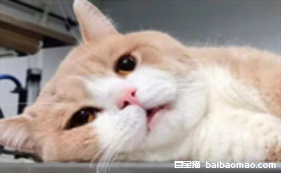 猫咪呕吐吃什么药可以解决