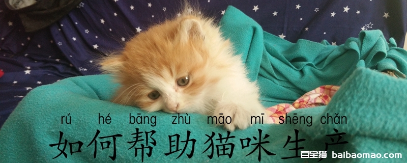 如何帮助猫咪生产