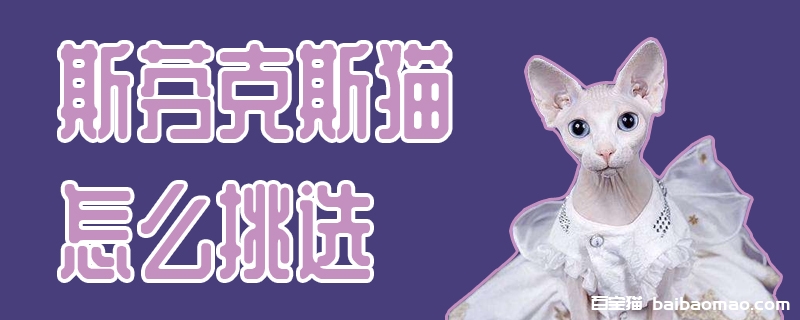 斯芬克斯猫怎么挑选