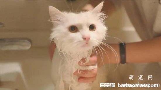 给波斯猫洗澡要注意什么呢？