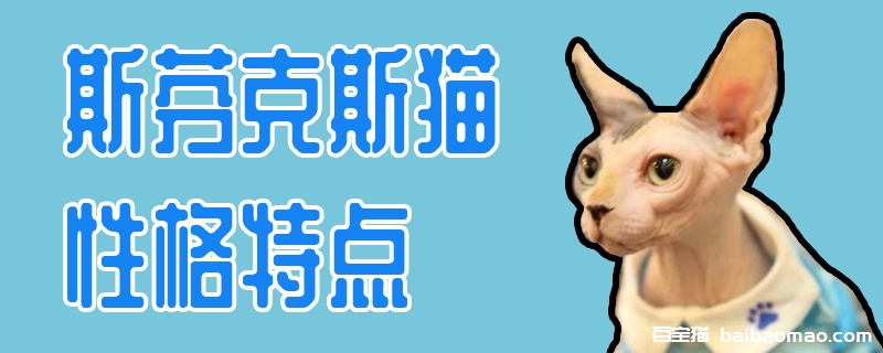 斯芬克斯猫性格特点