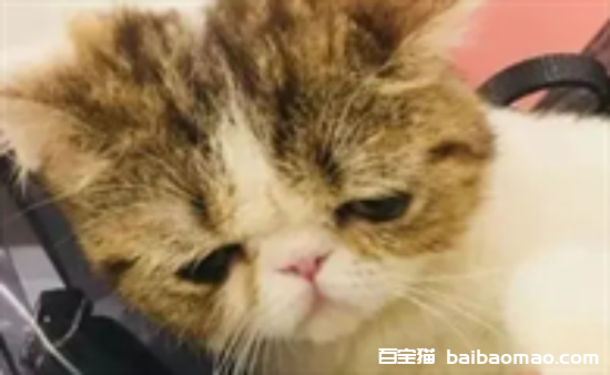 猫咪尿道炎吃什么药效果最快