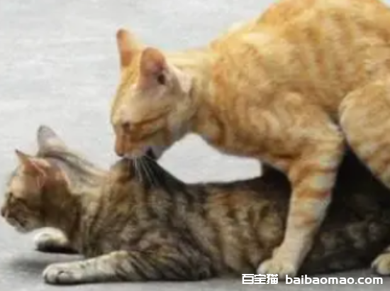 猫能近亲繁殖么