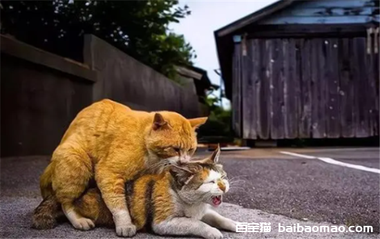 猫配对一次能成功吗