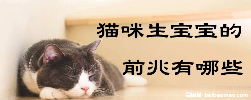 猫咪生宝宝的前兆有哪些