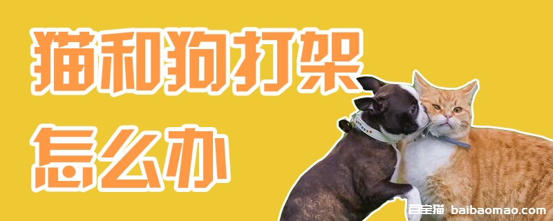 猫和狗打架怎么办