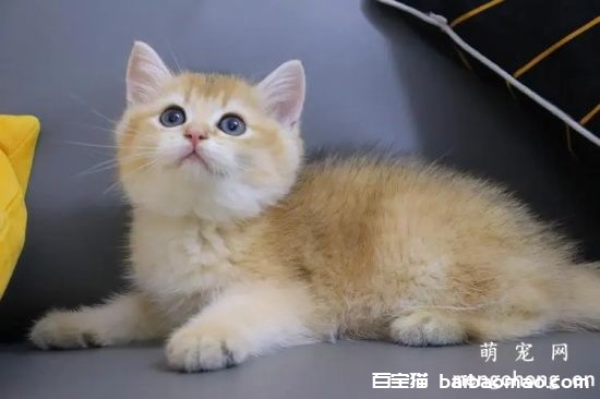 给宠物猫美容需要准备什么工具？修剪梳理的技巧