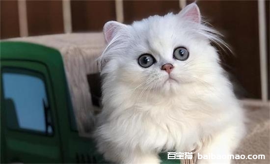 猫咪能看到几种颜色