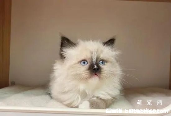 猫毛发黯淡无光怎么办？宠物猫改善毛质和美毛的方法