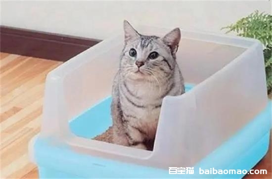 猫咪尿不出来有什么办法