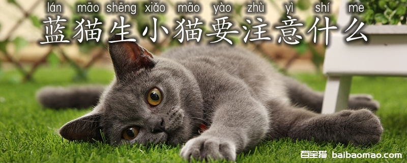 蓝猫生小猫要注意什么