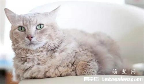 冬天给宠物猫咪美容打扮的技巧