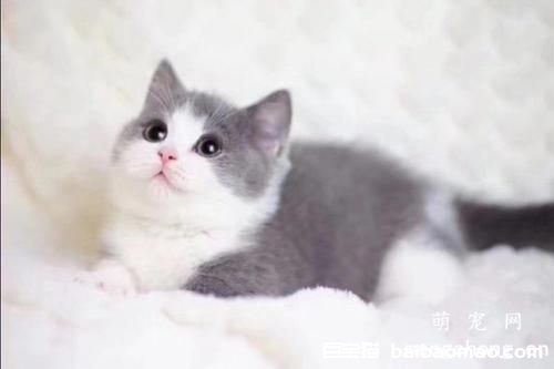 冬天给宠物猫咪美容打扮的技巧