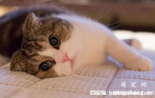 猫咪美容与保健中的常见问题和注意要点