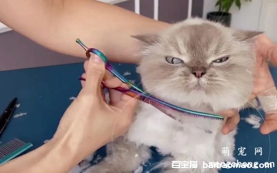 给猫咪剪毛的好处有哪些？如何给宠物猫修剪？