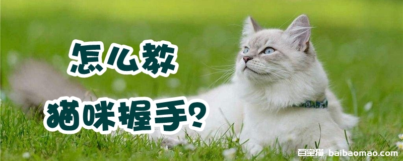 怎么教猫咪握手