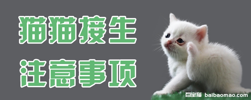 猫猫接生注意事项