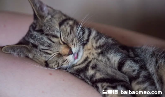 猫咪软便是什么原因