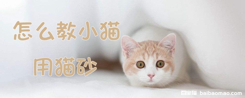 怎么教小猫用猫砂