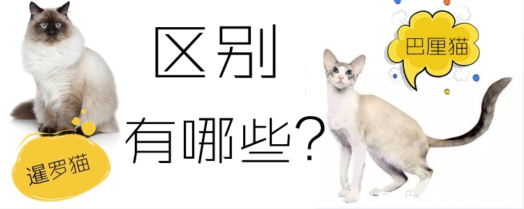 巴厘猫和暹罗猫的区别有哪些