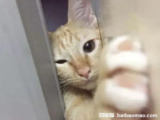 怎么解决猫咪晚上叫要进房门