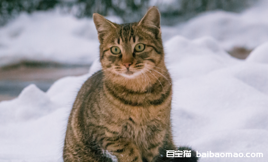 猫咪孕吐会持续多久