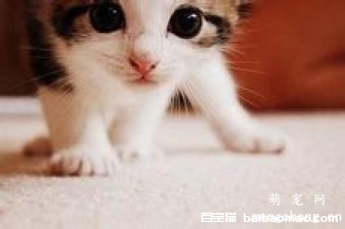 猫咪的基础美容护理有哪些？