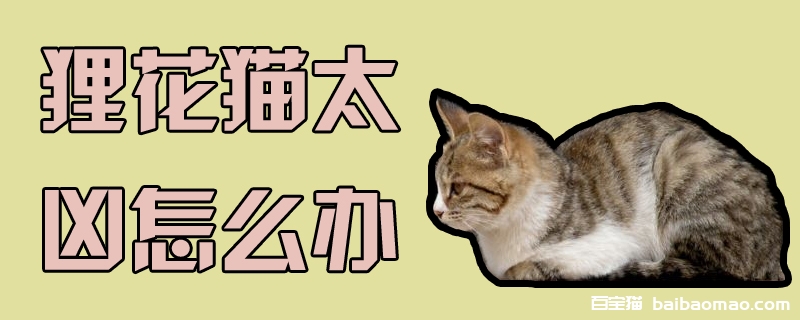 狸花猫太凶怎么办