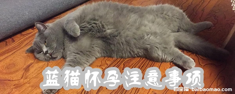 蓝猫怀孕注意事项