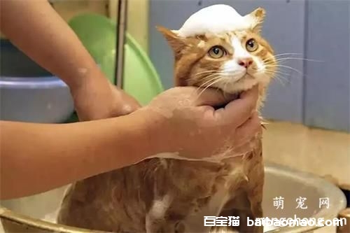 怎么给小猫洗澡?