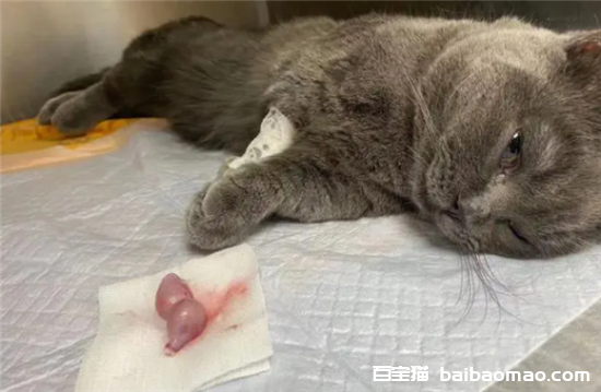 猫咪做绝育手术要多少钱