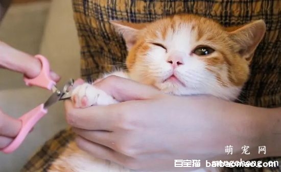 如何给你的小猫洗澡和梳理毛发？